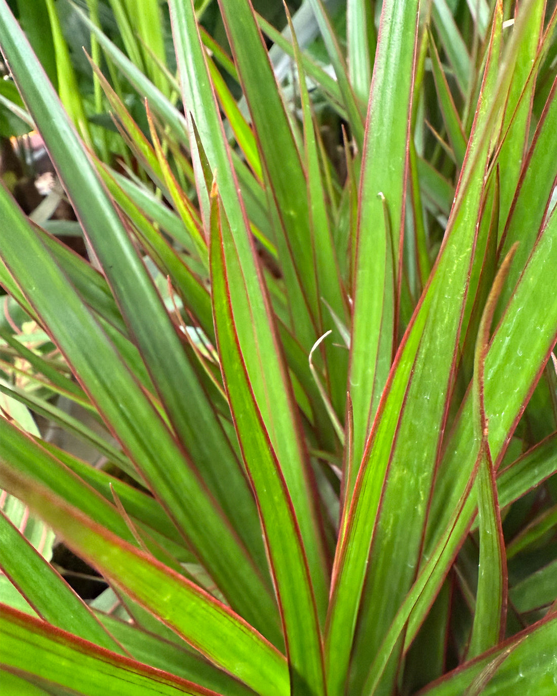 Dragon Tree