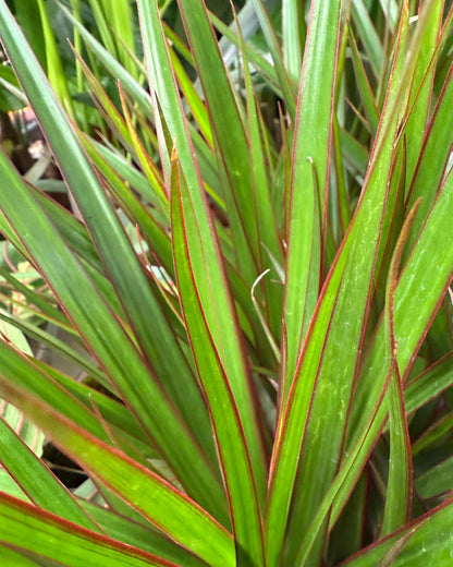 Dragon Tree
