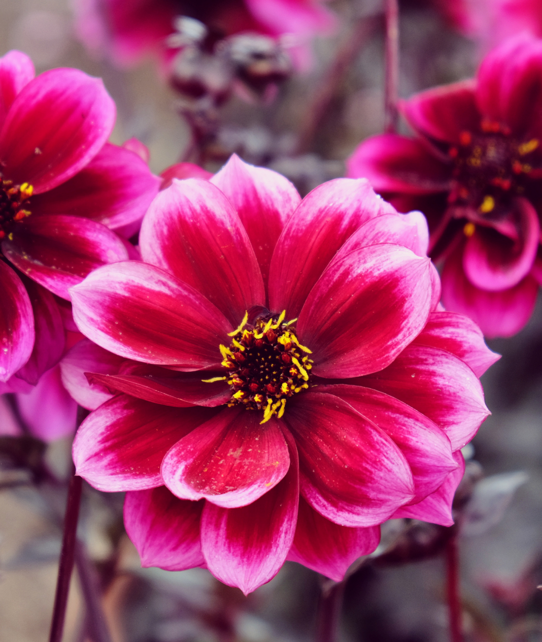 DAHLIA DREAMY NIGHTS 3L RAINBOW