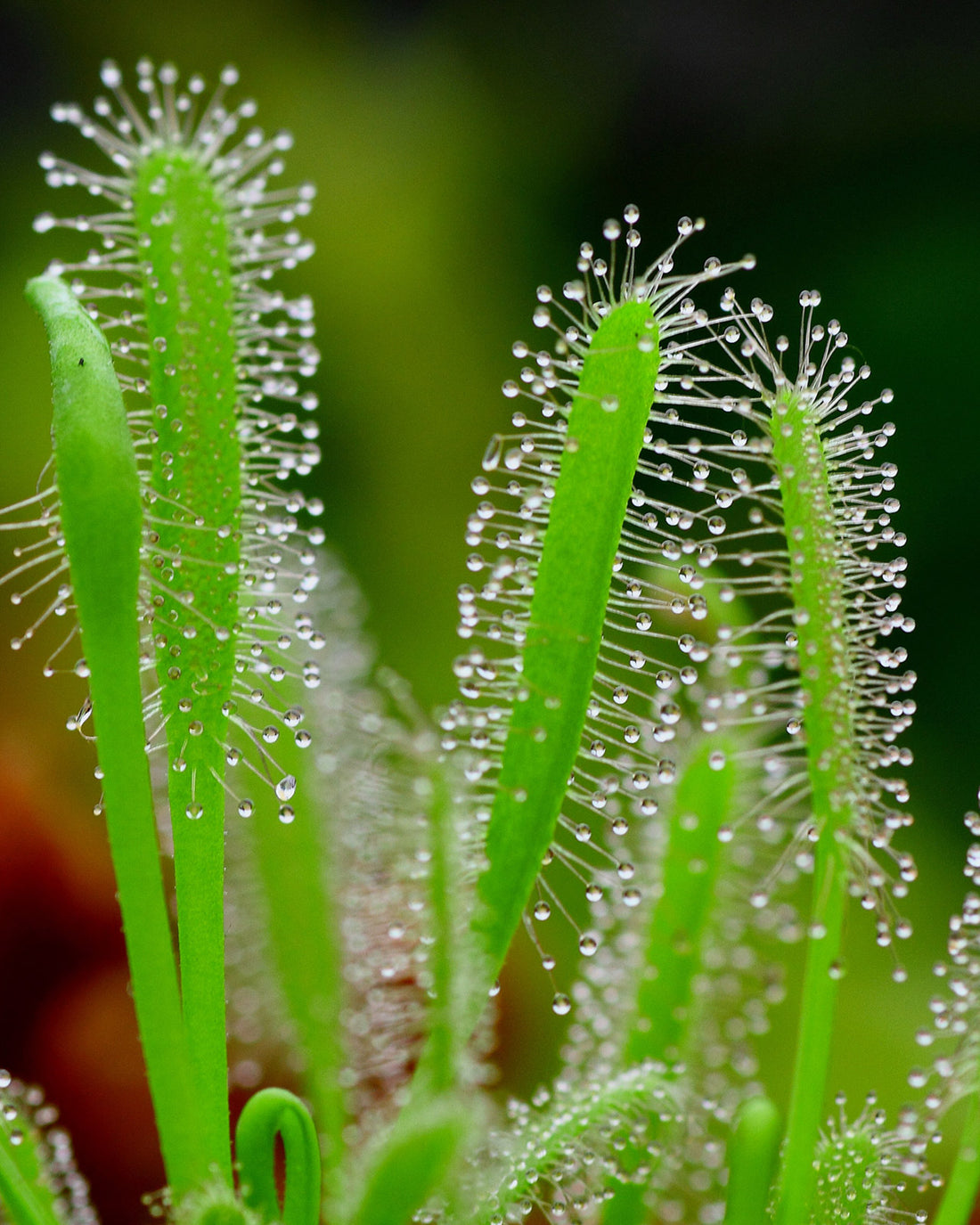 Drosera capensis