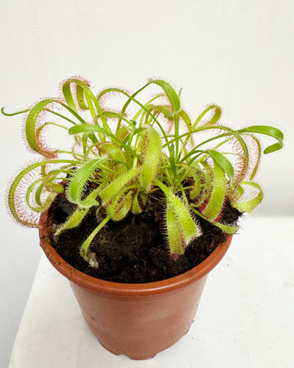 Cape Sundew