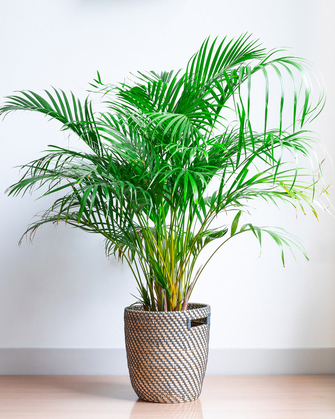 Dypsis lutescens