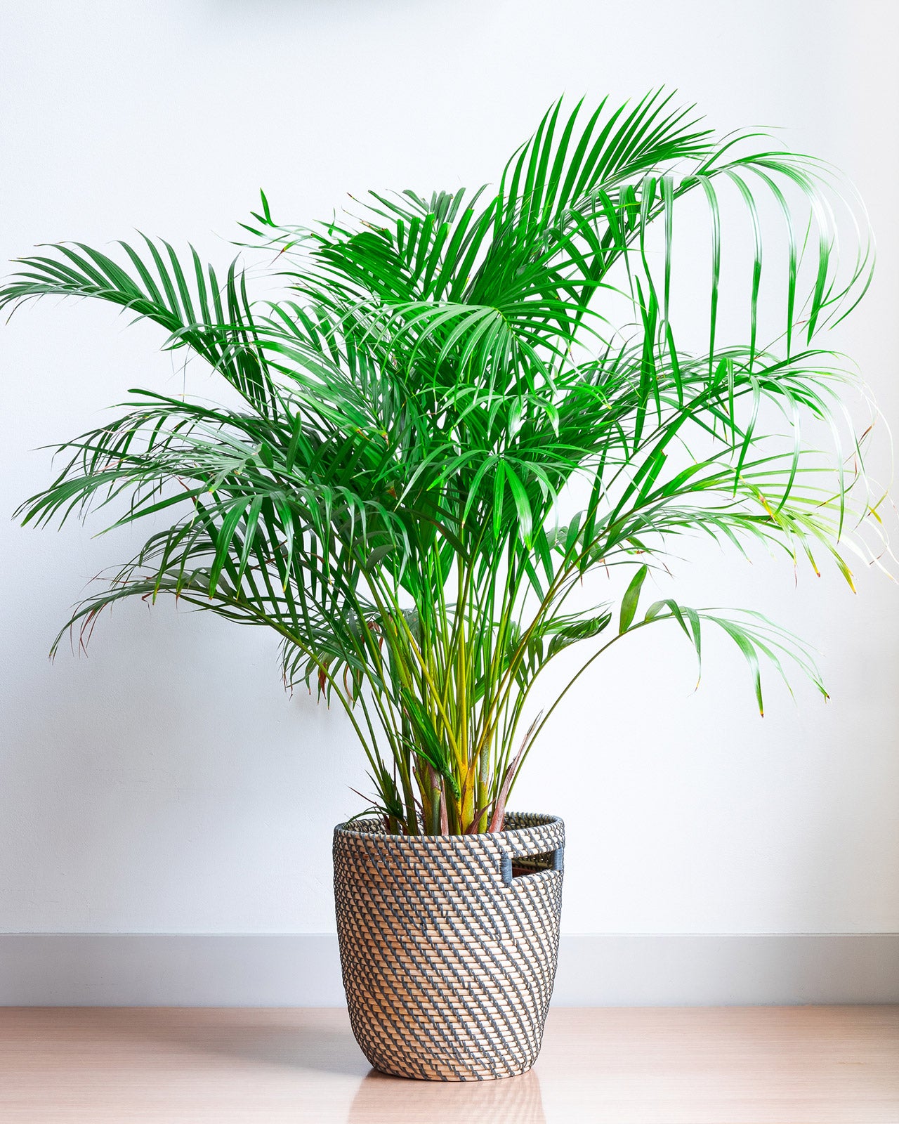 Dypsis lutescens