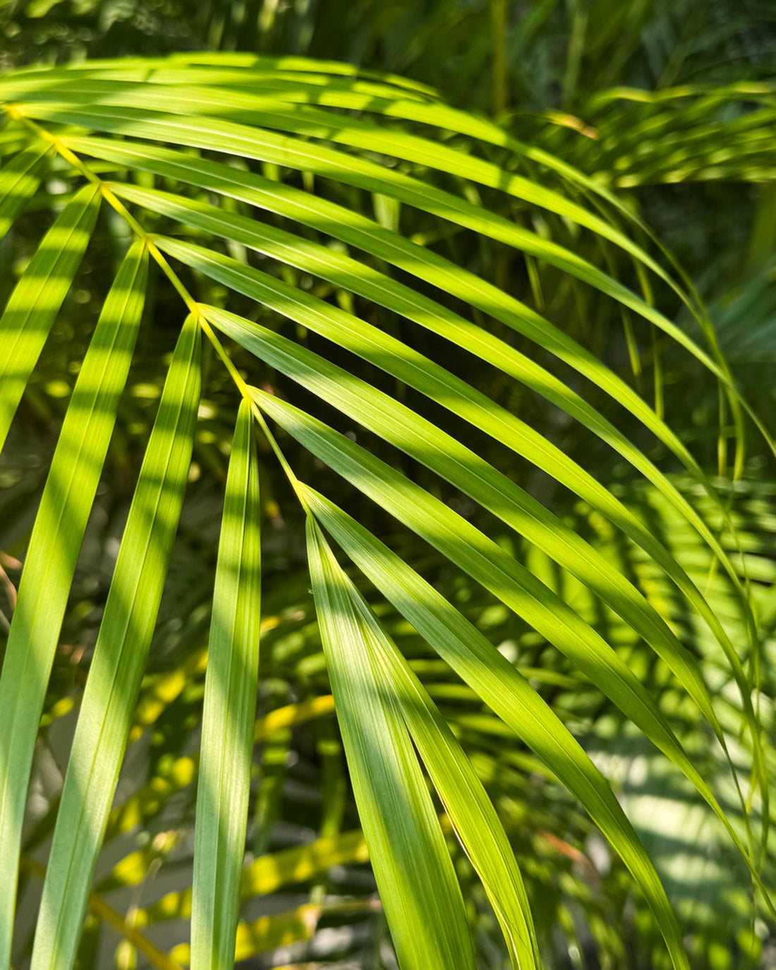 Dypsis lutescens