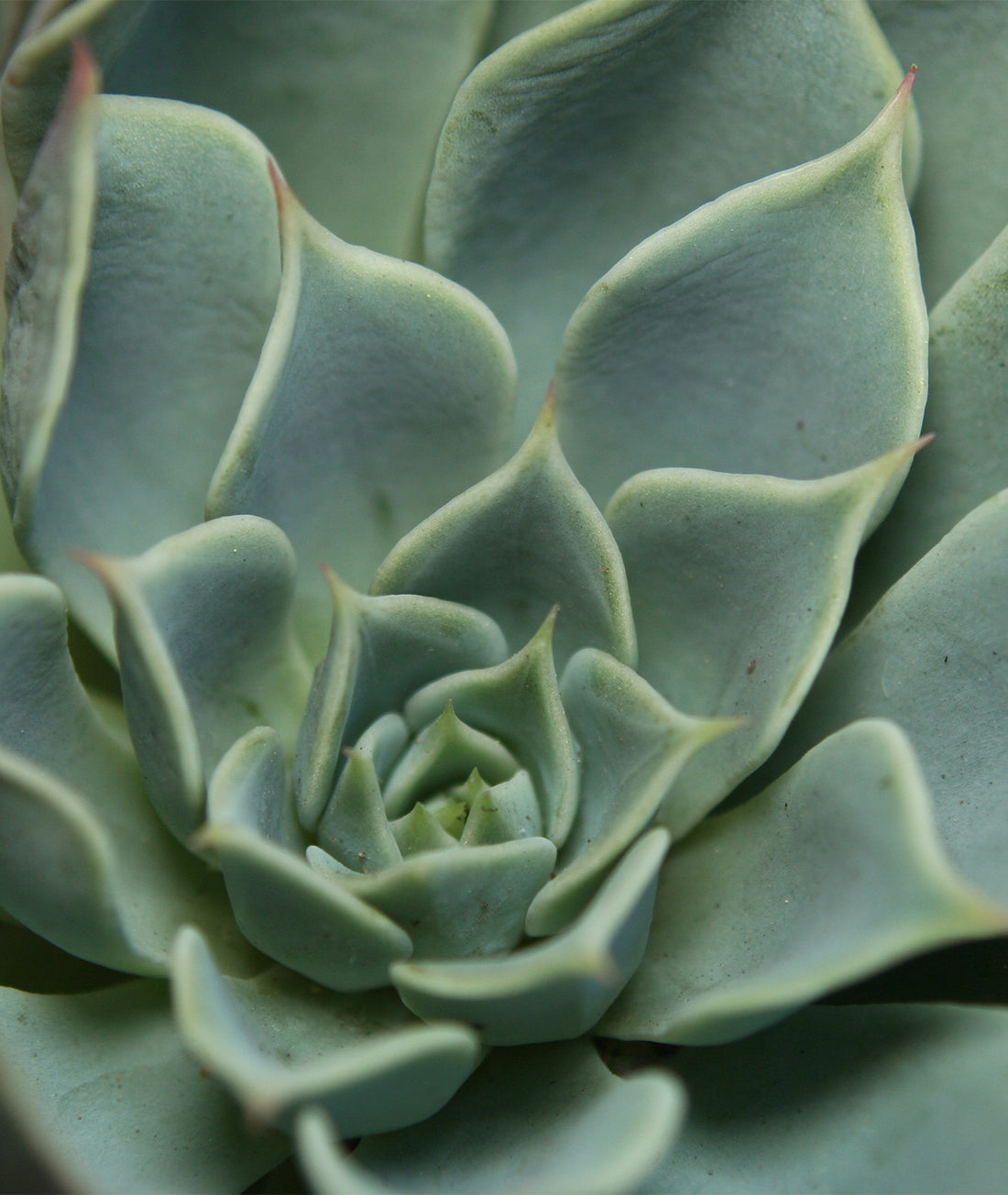 Echeveria glauca