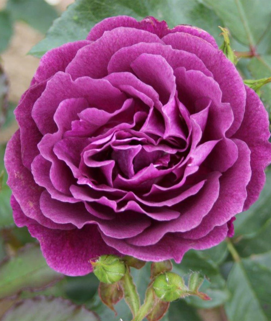 Rose ‘Ebb Tide’ 3L