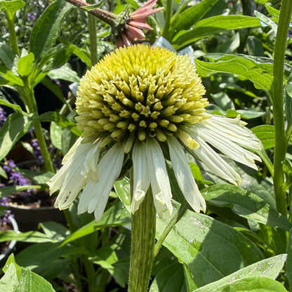 Echinacea &