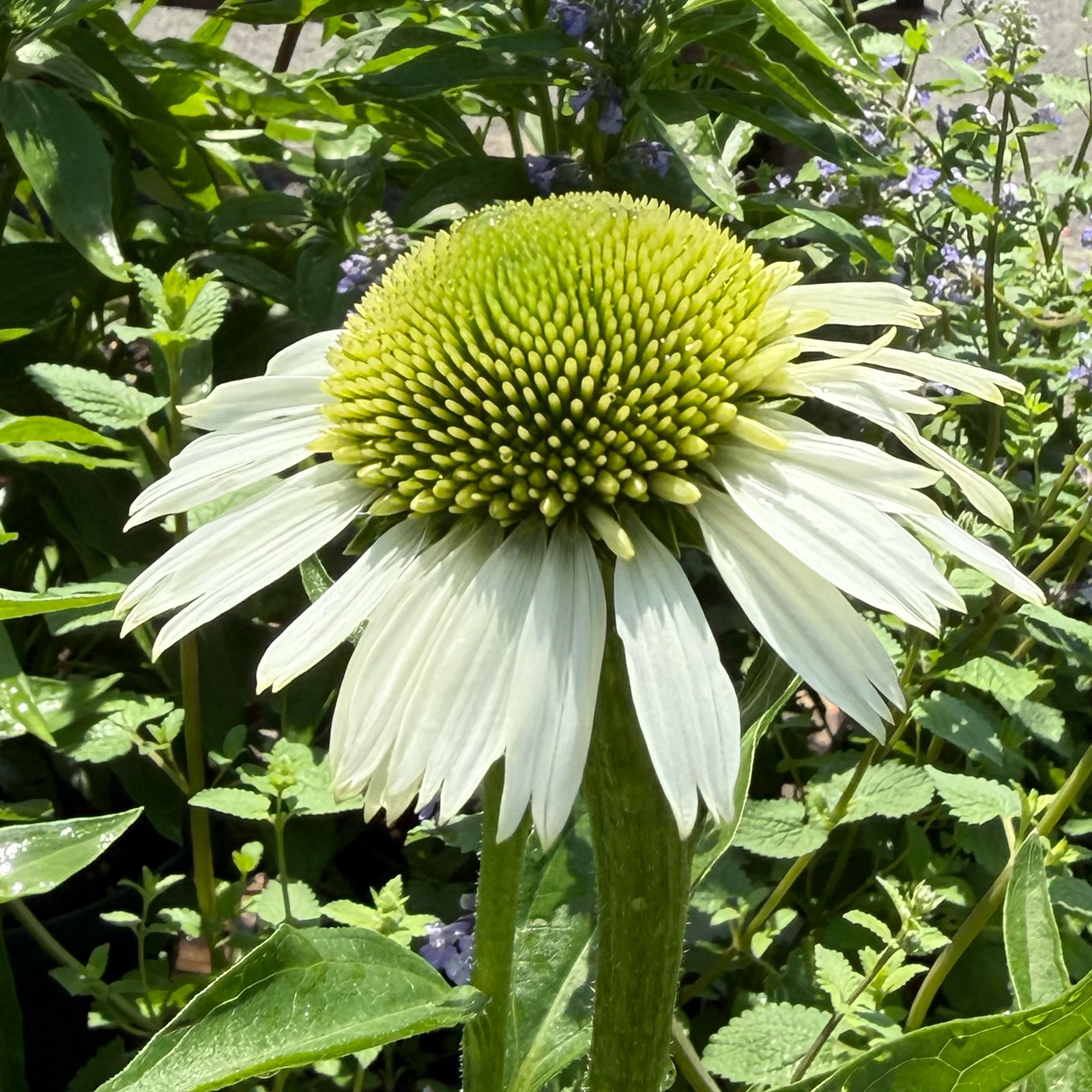 Echinacea &
