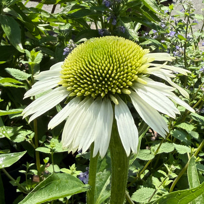 Echinacea &