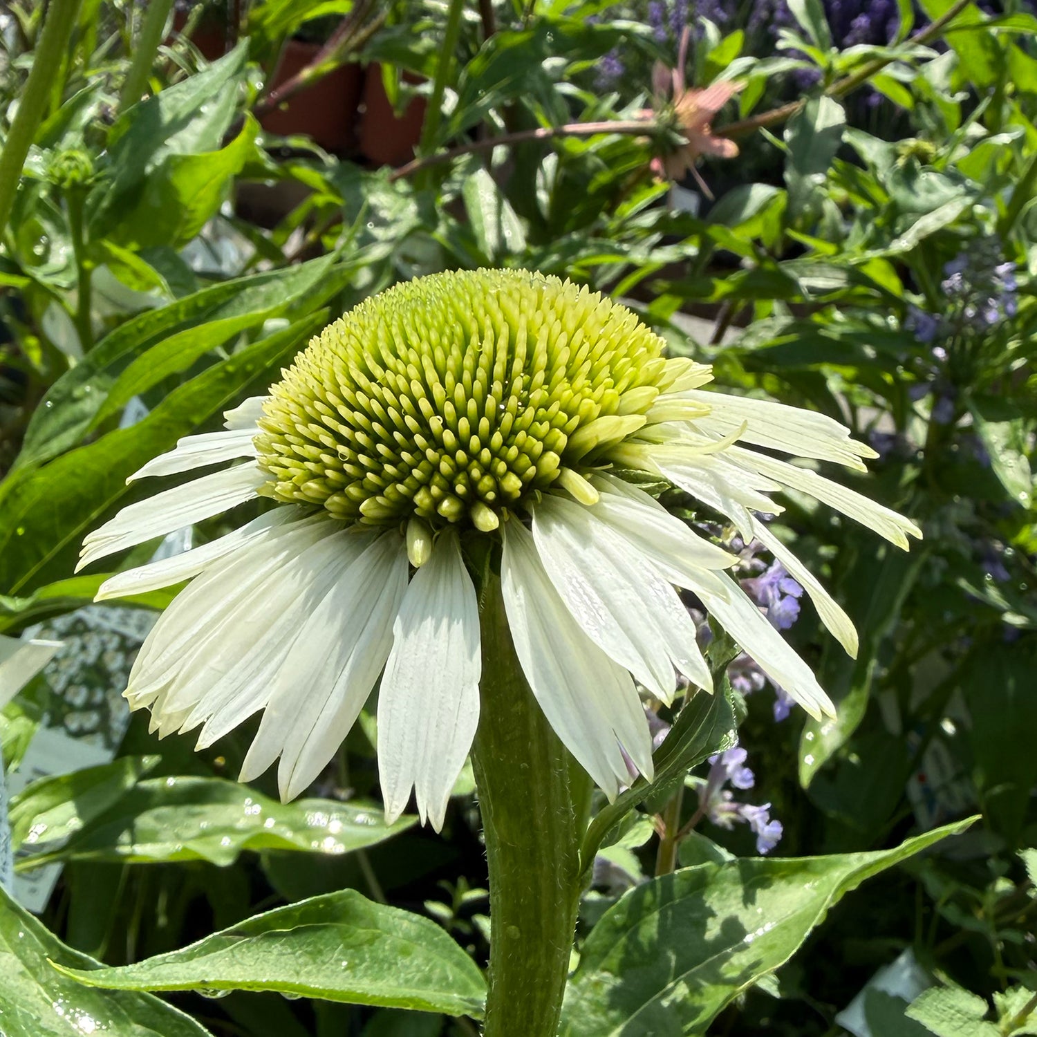 Echinacea &