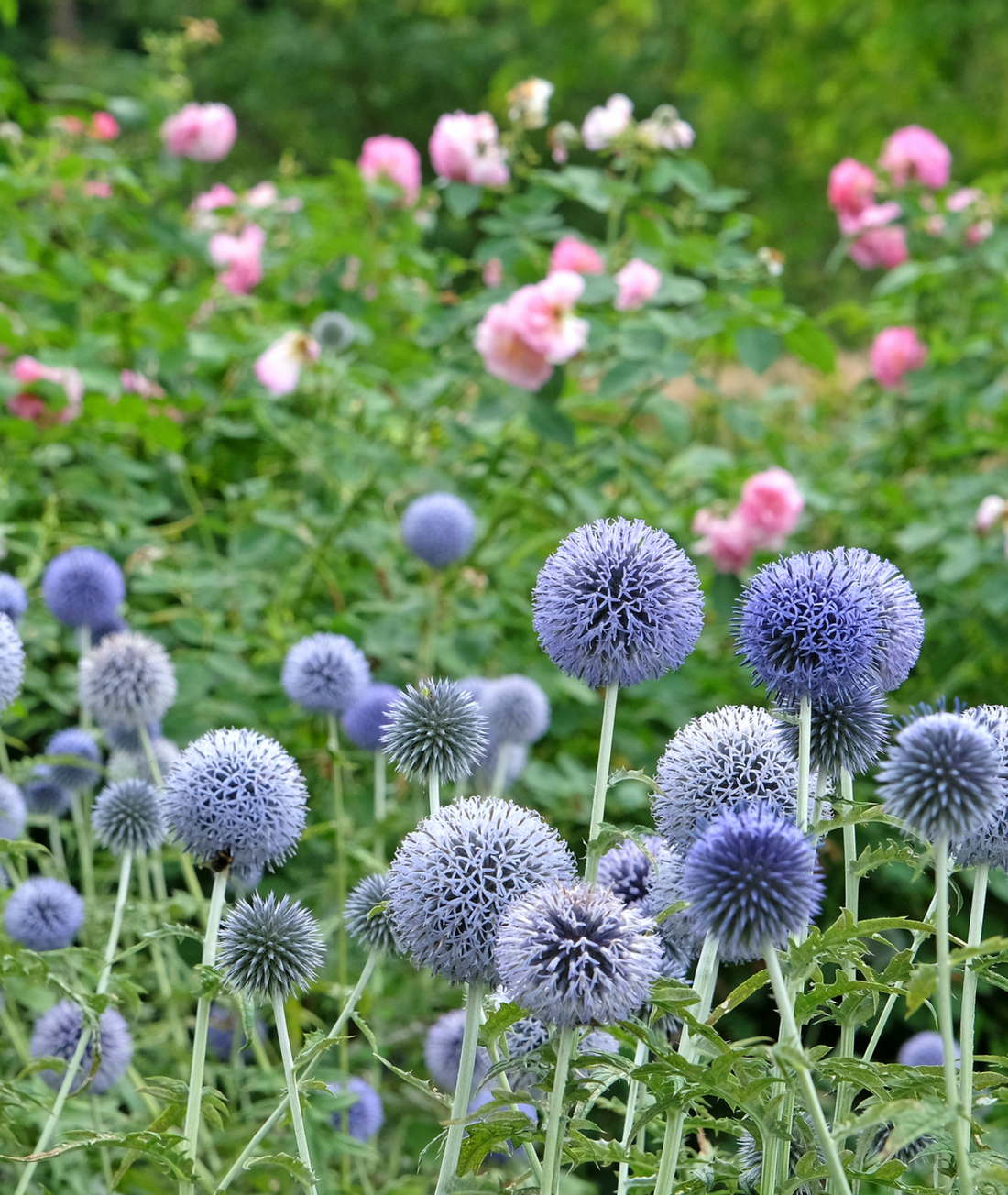 Echinops &