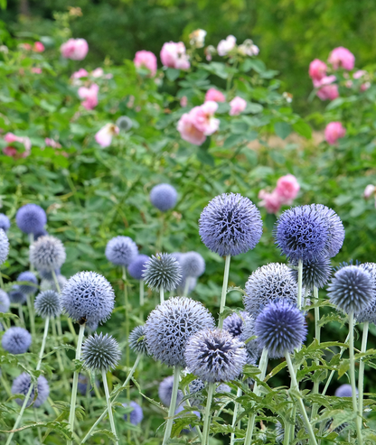 Echinops &