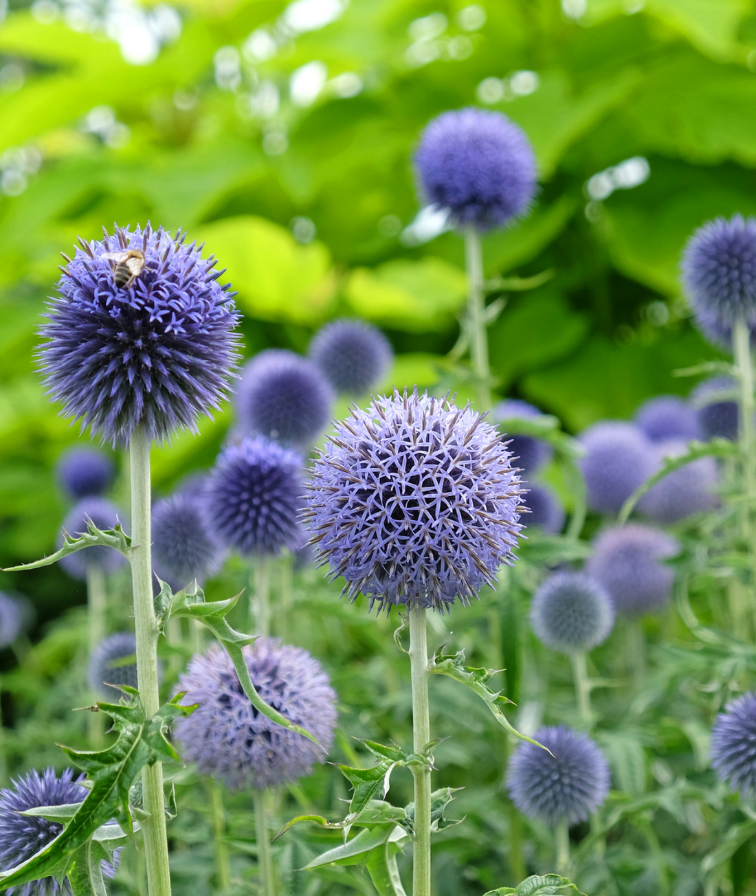 Echinops &