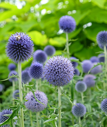 Echinops &