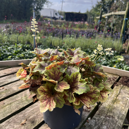 Heuchera &