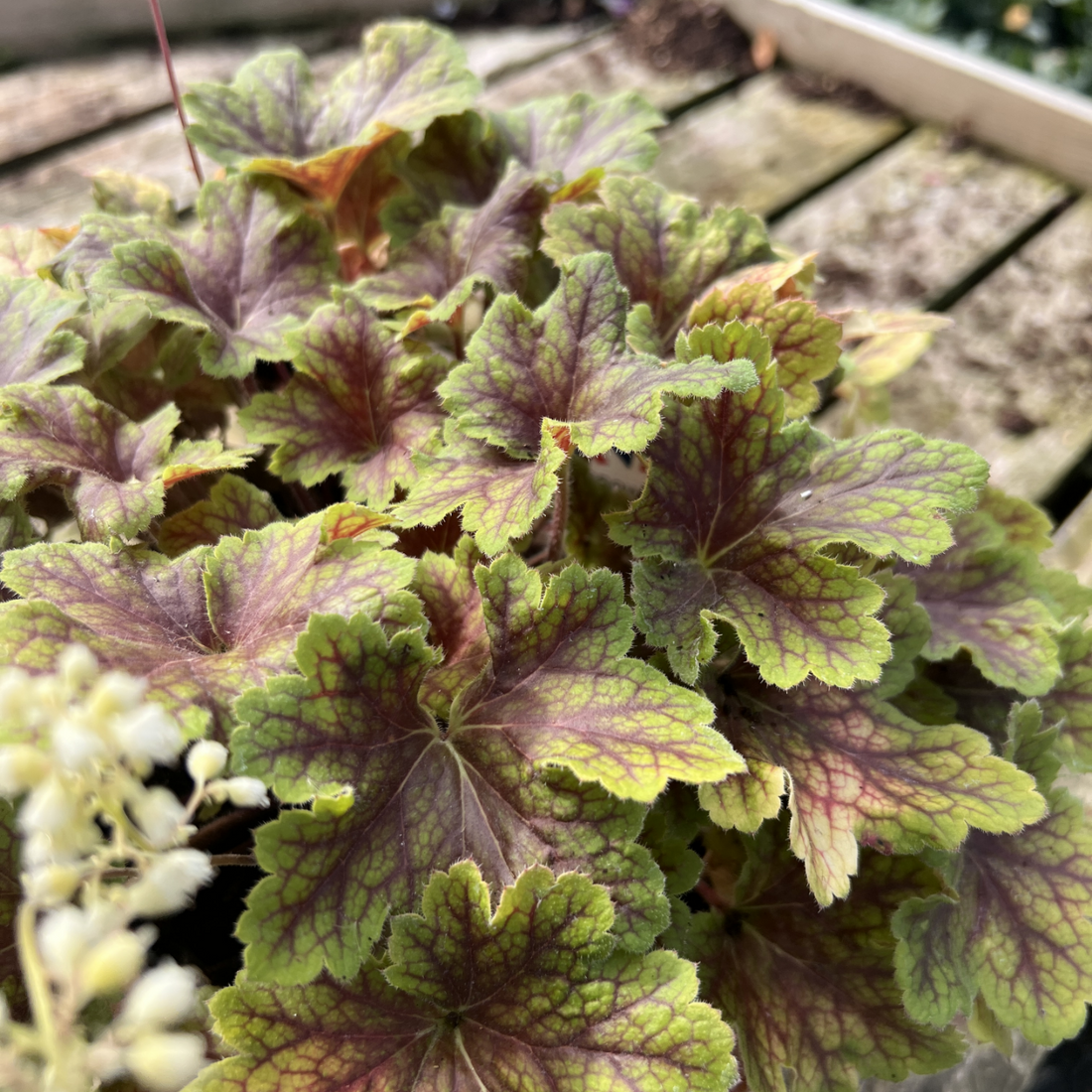 Heuchera &