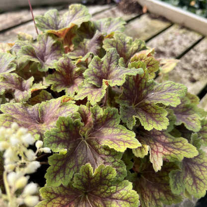 Heuchera &