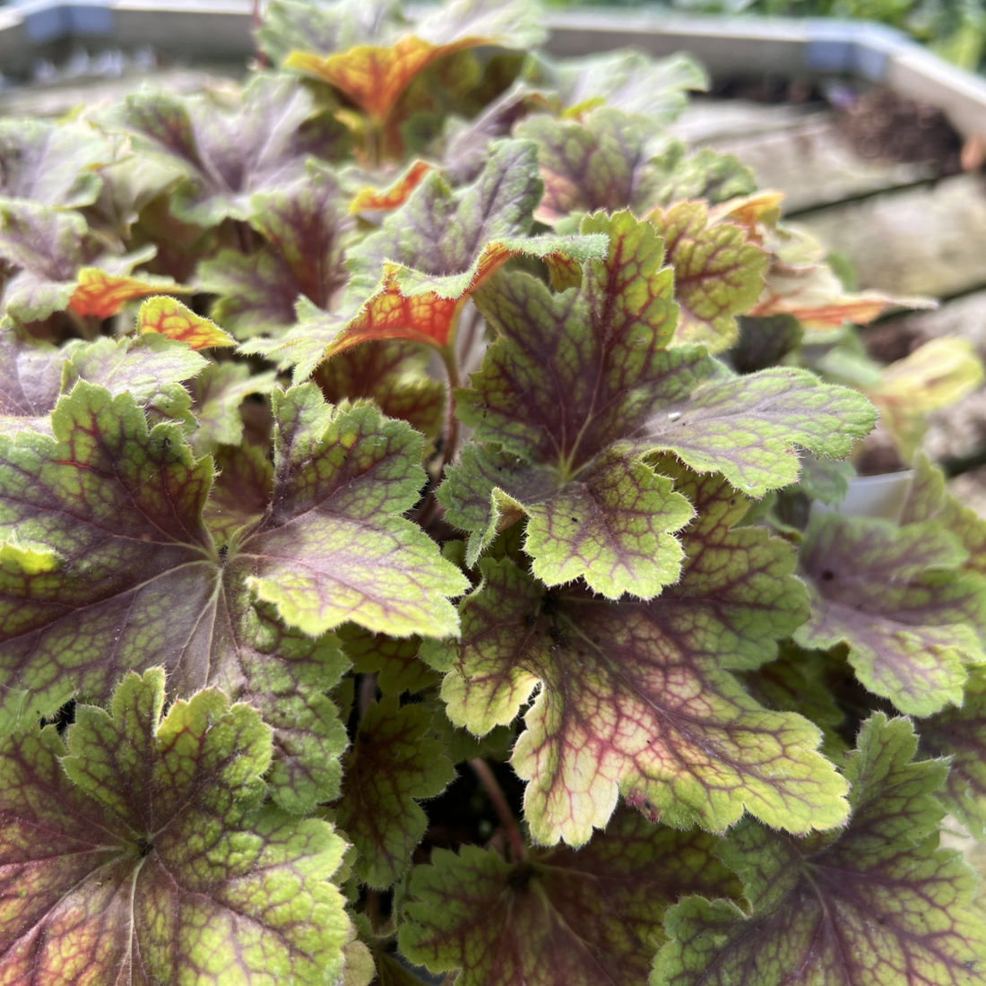 Heuchera &