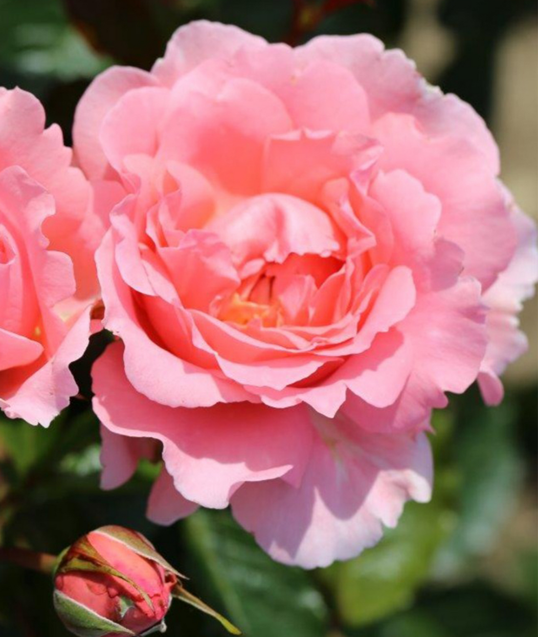 Rose ‘English Miss’ 3L