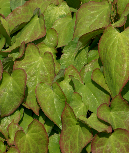 Epimedium × rubrum