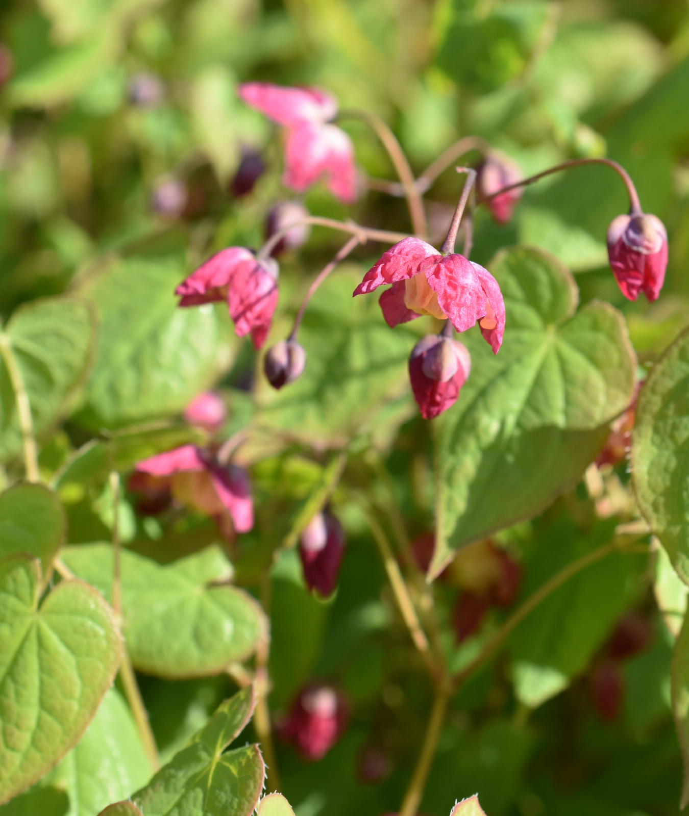 Epimedium × rubrum