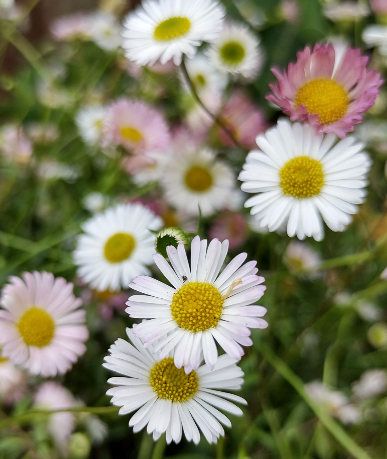 Erigeron karvinskianus