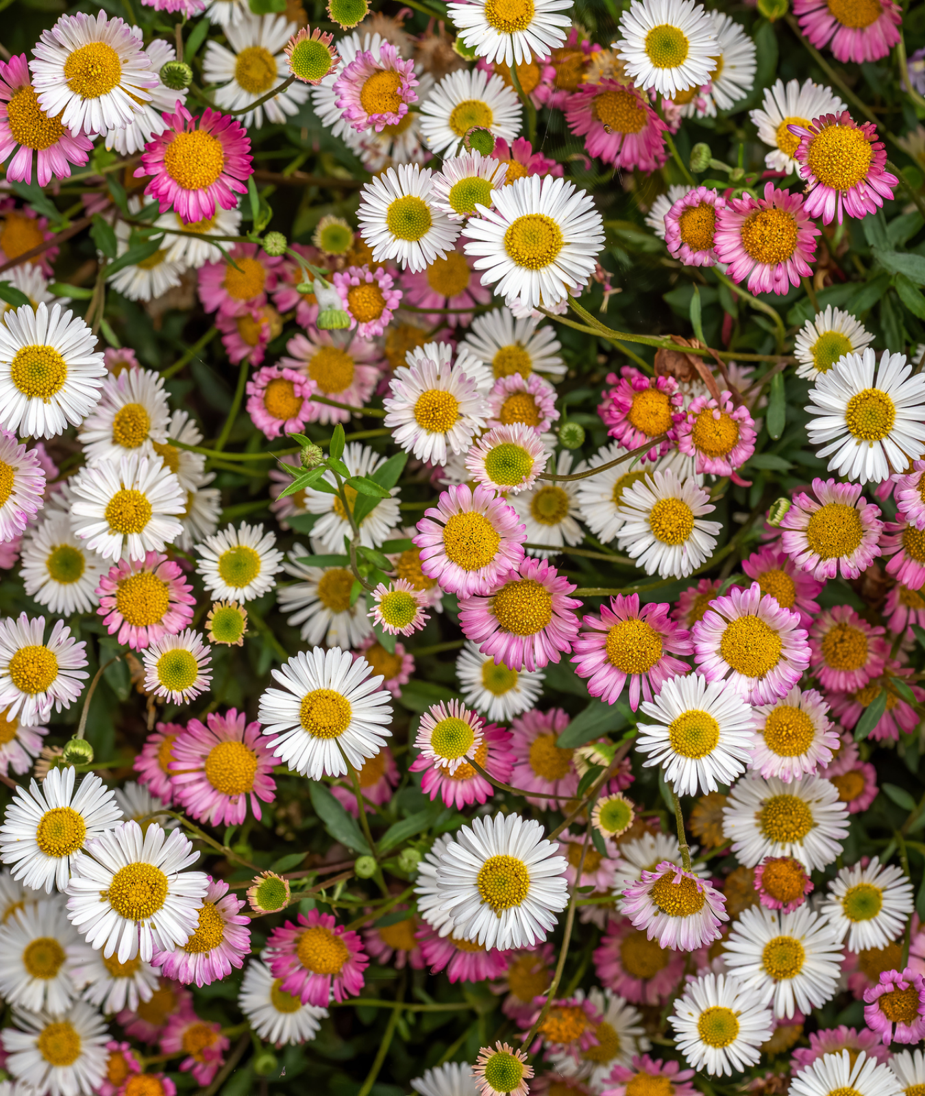 Erigeron karvinskianus