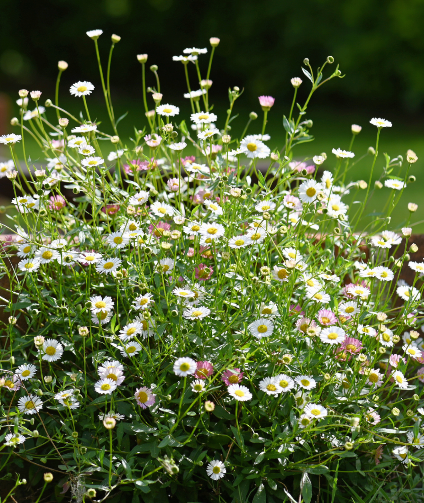 Erigeron karvinskianus