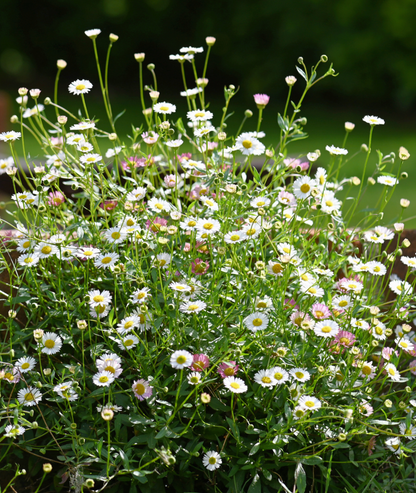 Erigeron karvinskianus