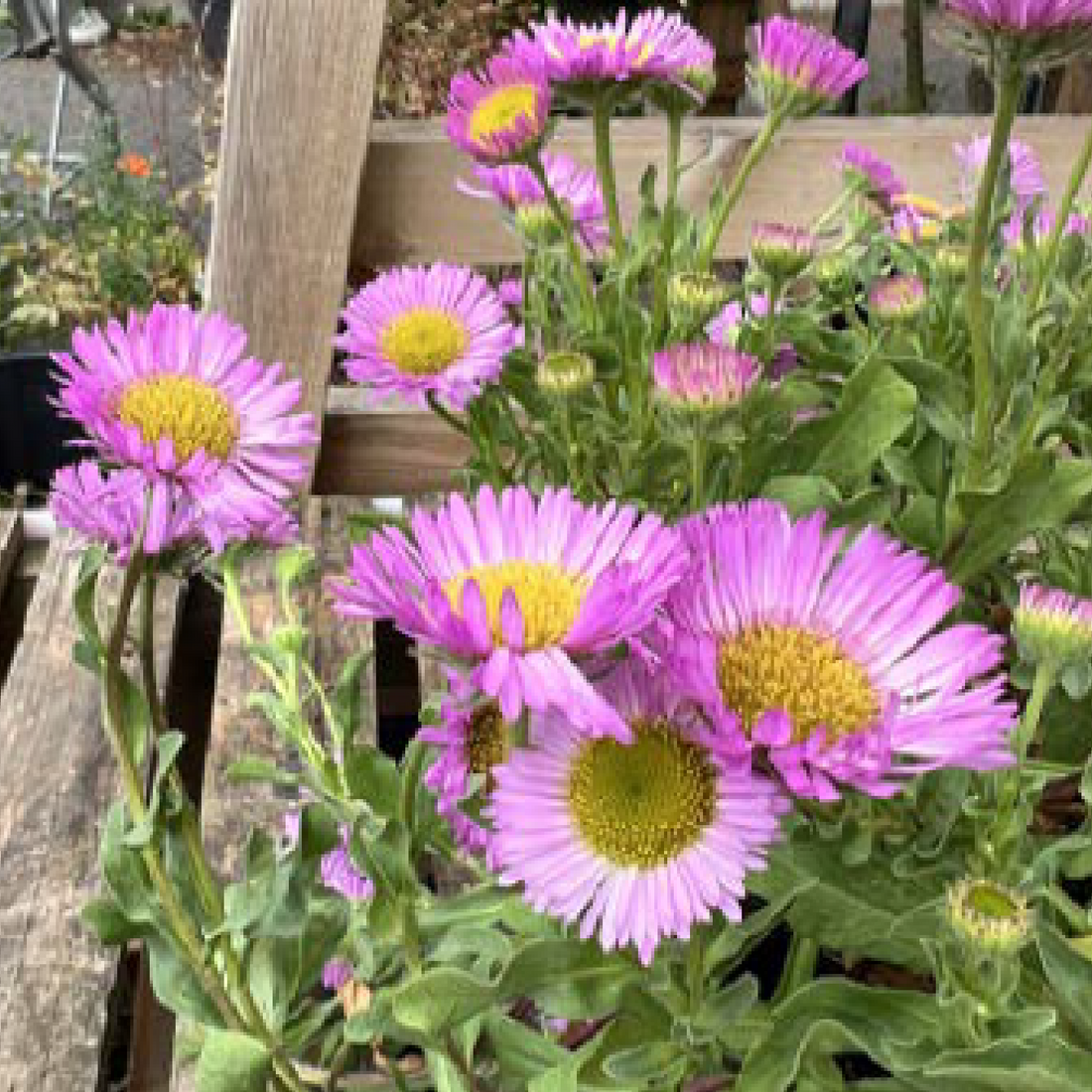 Erigeron &