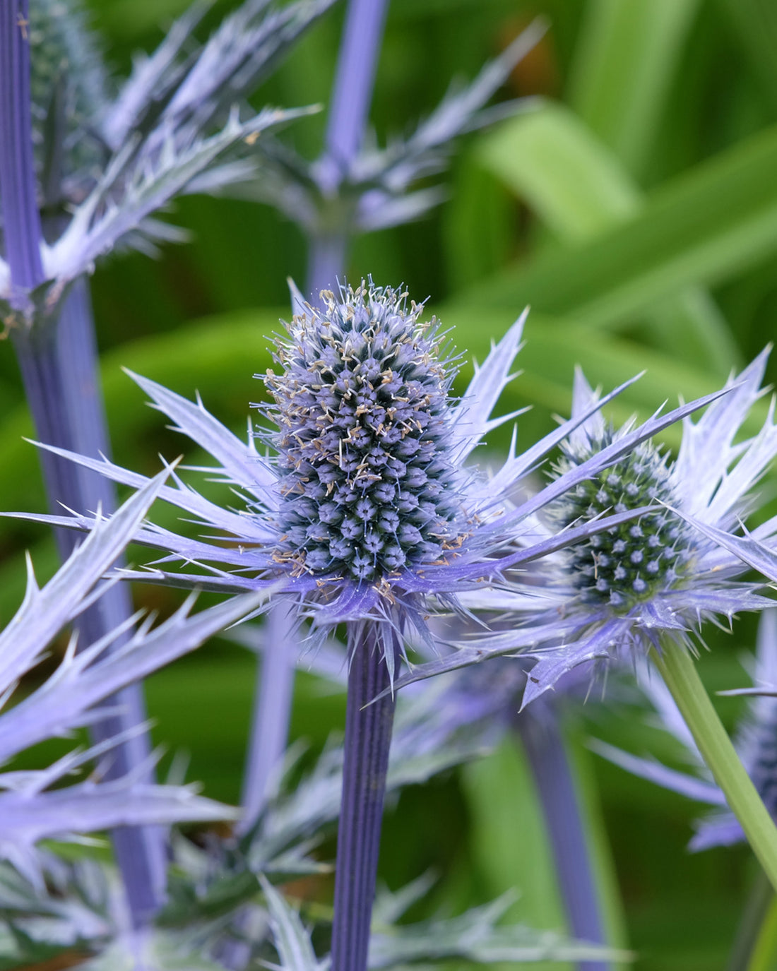Eryngium × zabelii &