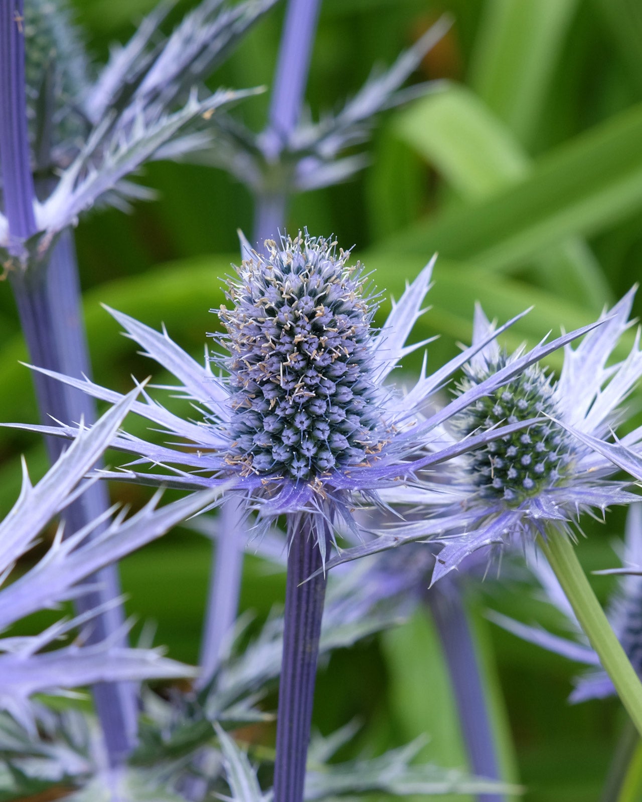 Eryngium × zabelii &