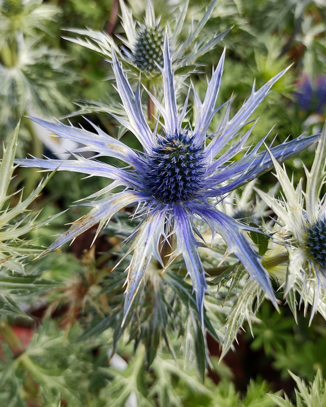 Eryngium × zabelii &