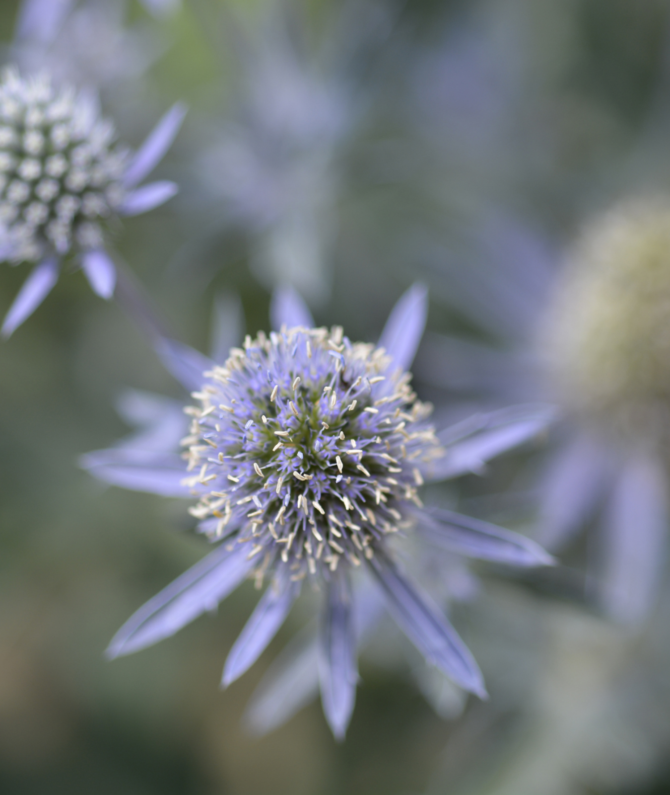 Eryngium &