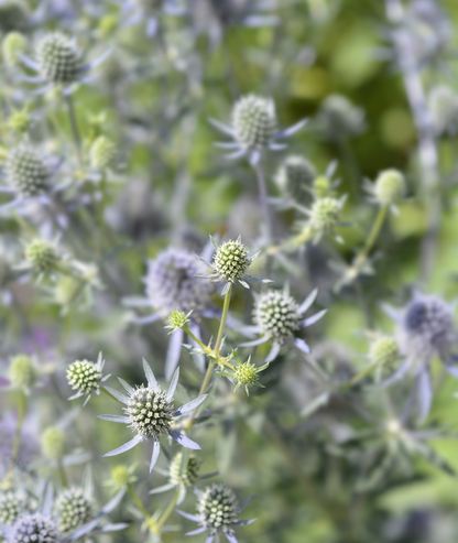Eryngium &