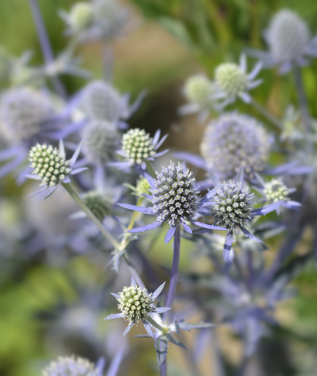 Eryngium &