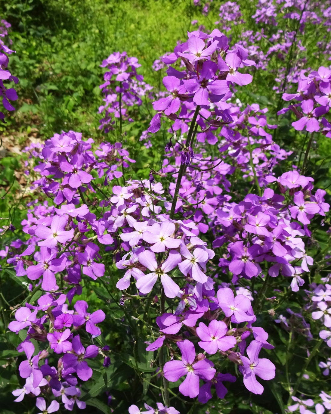 Erysimum &
