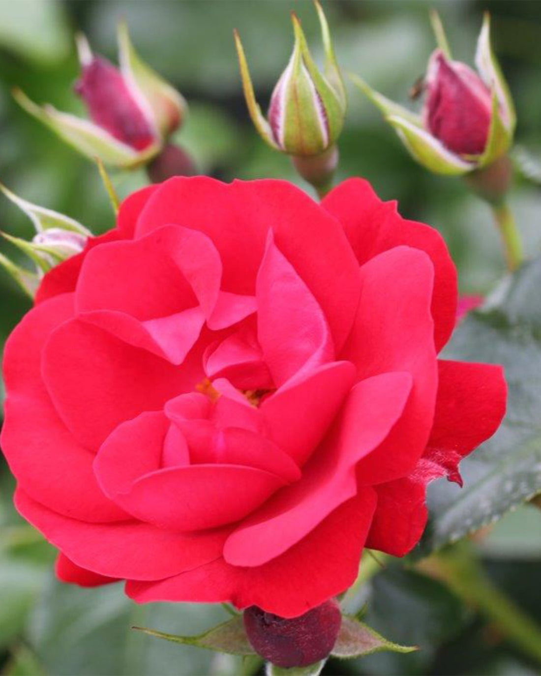 Rosa &