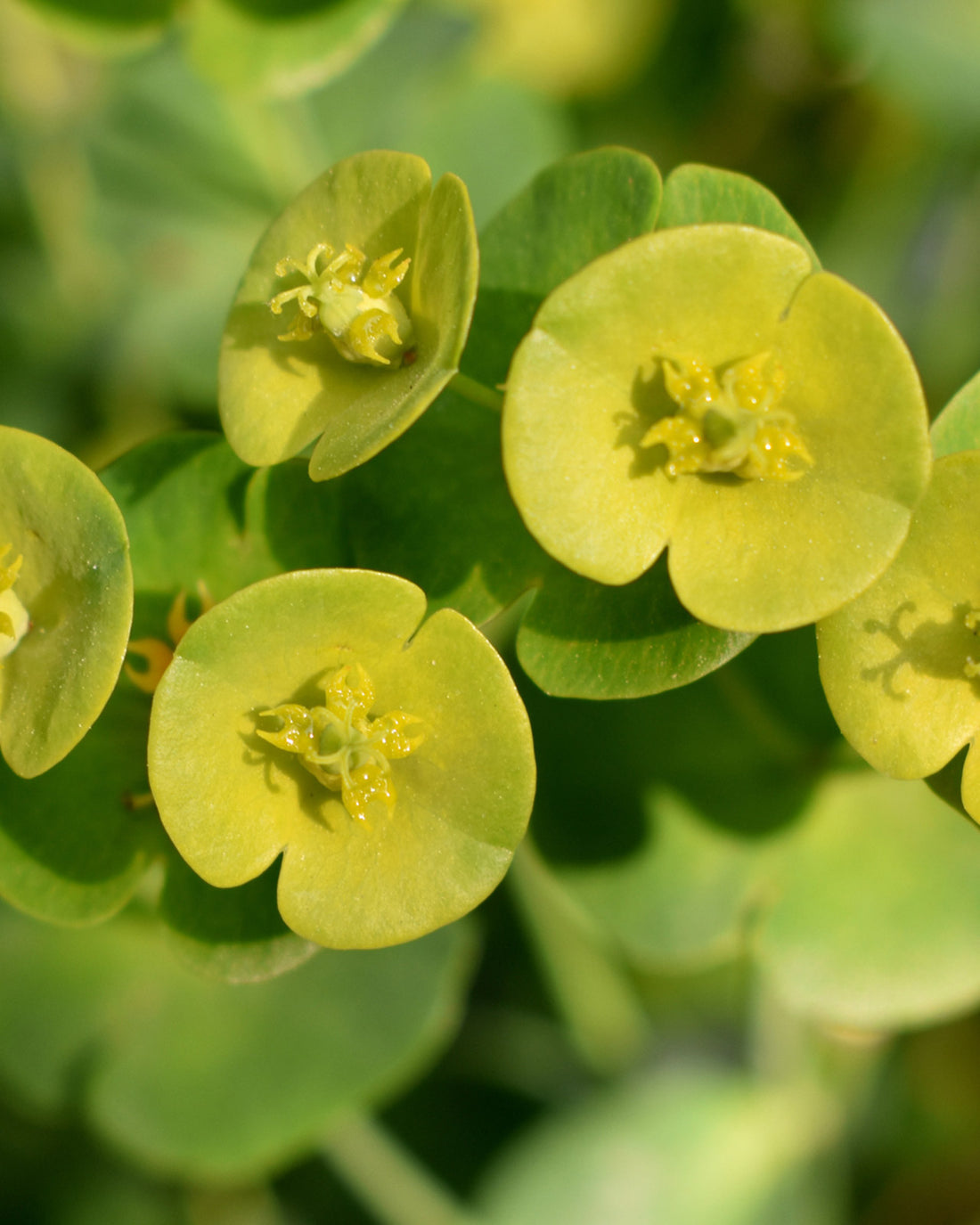 Euphorbia amygdaloides var. robbiae
