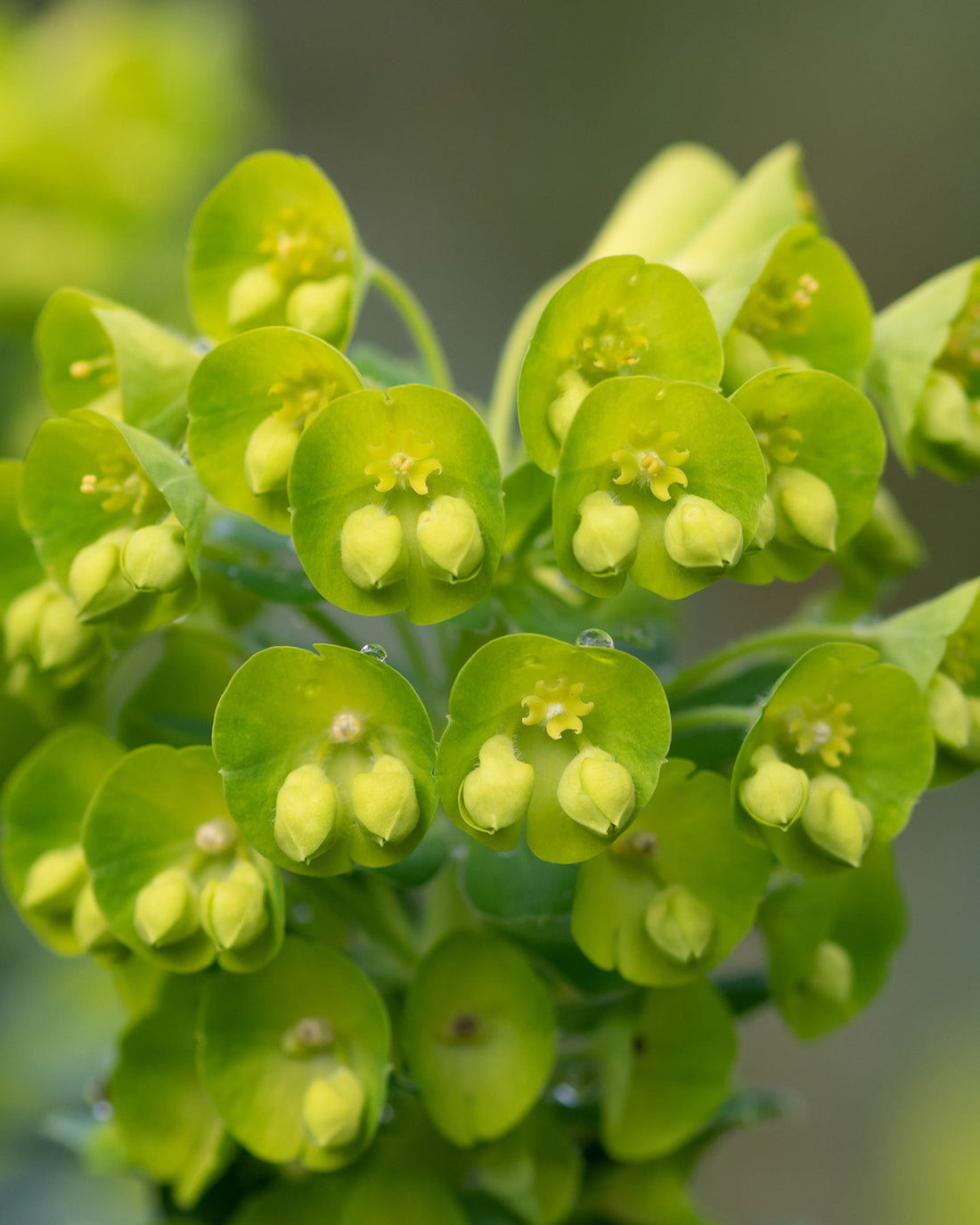 Euphorbia amygdaloides var. robbiae