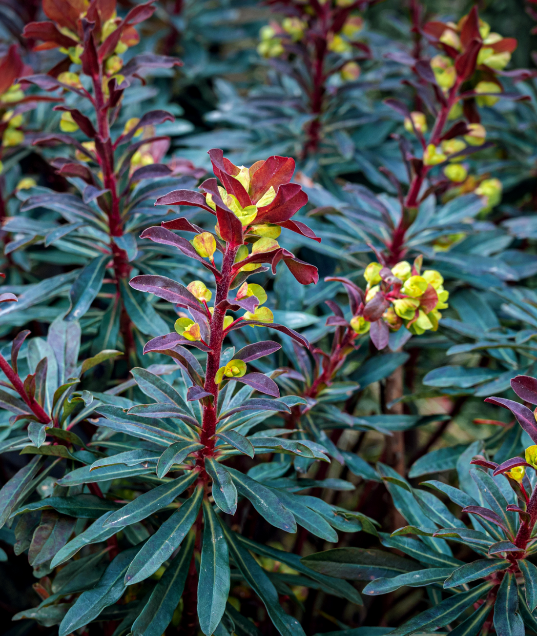 Euphorbia amygdaloides &