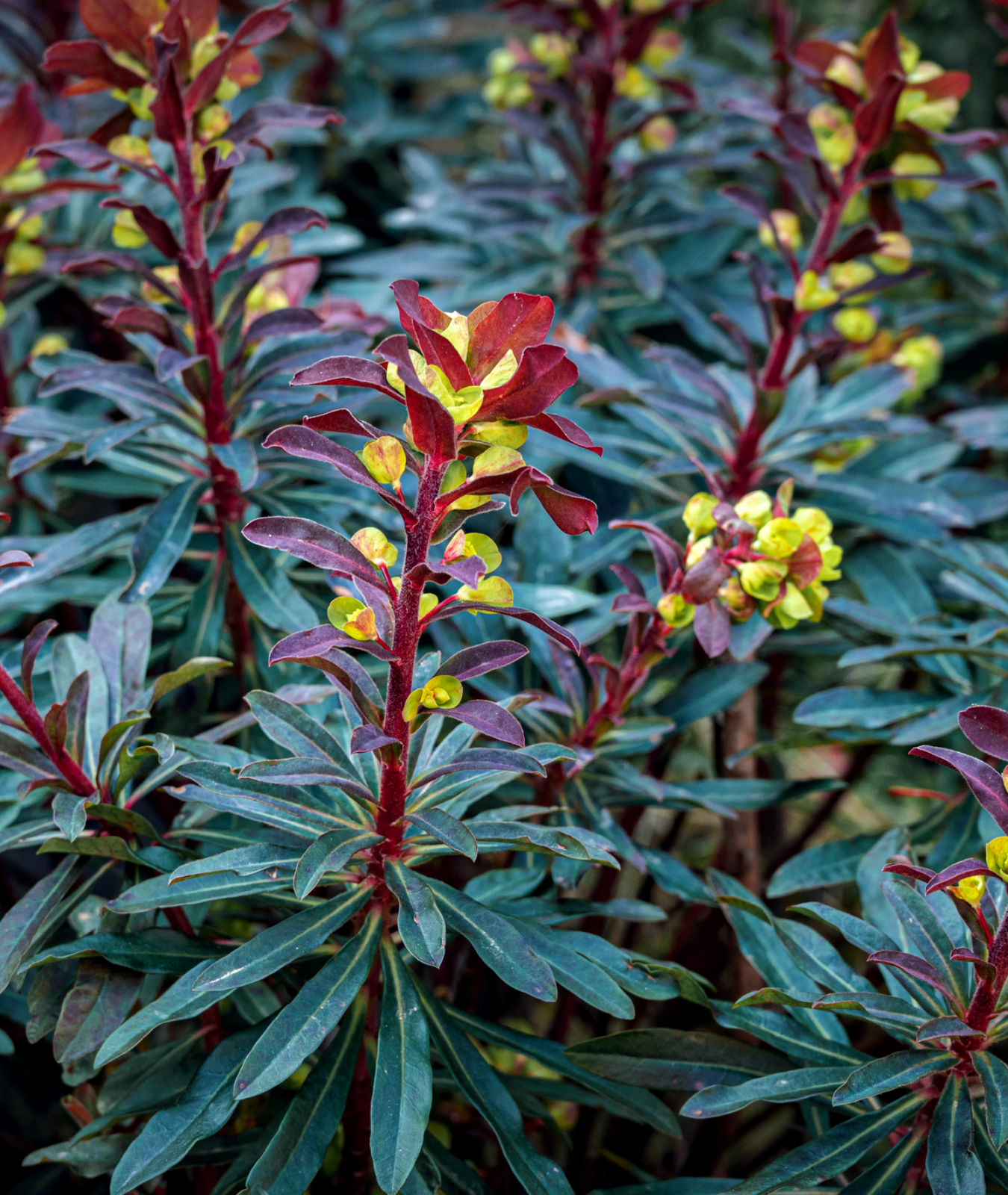 Euphorbia amygdaloides &