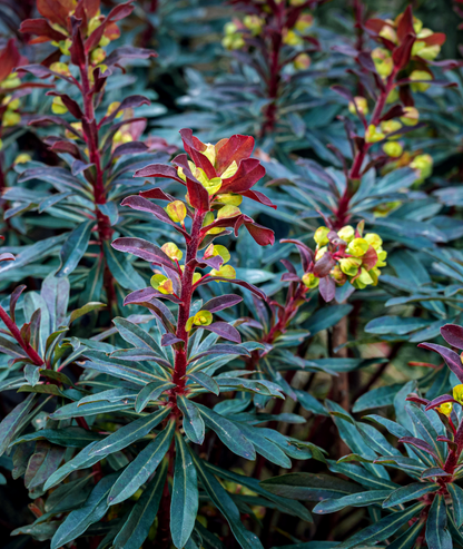 Euphorbia amygdaloides &