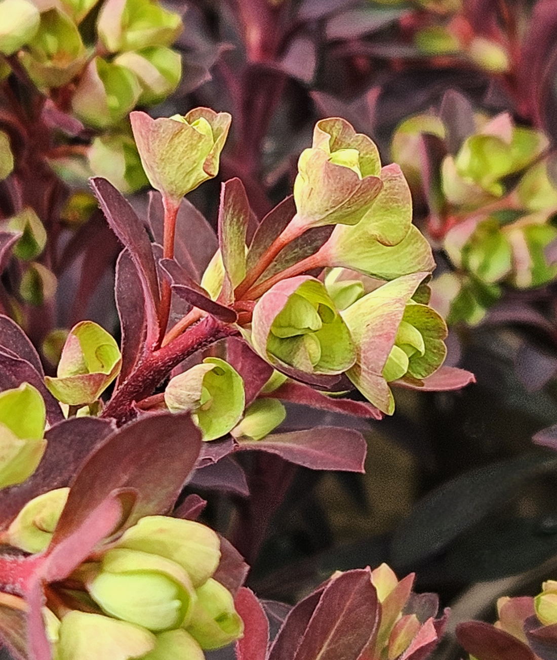 Euphorbia amygdaloides &