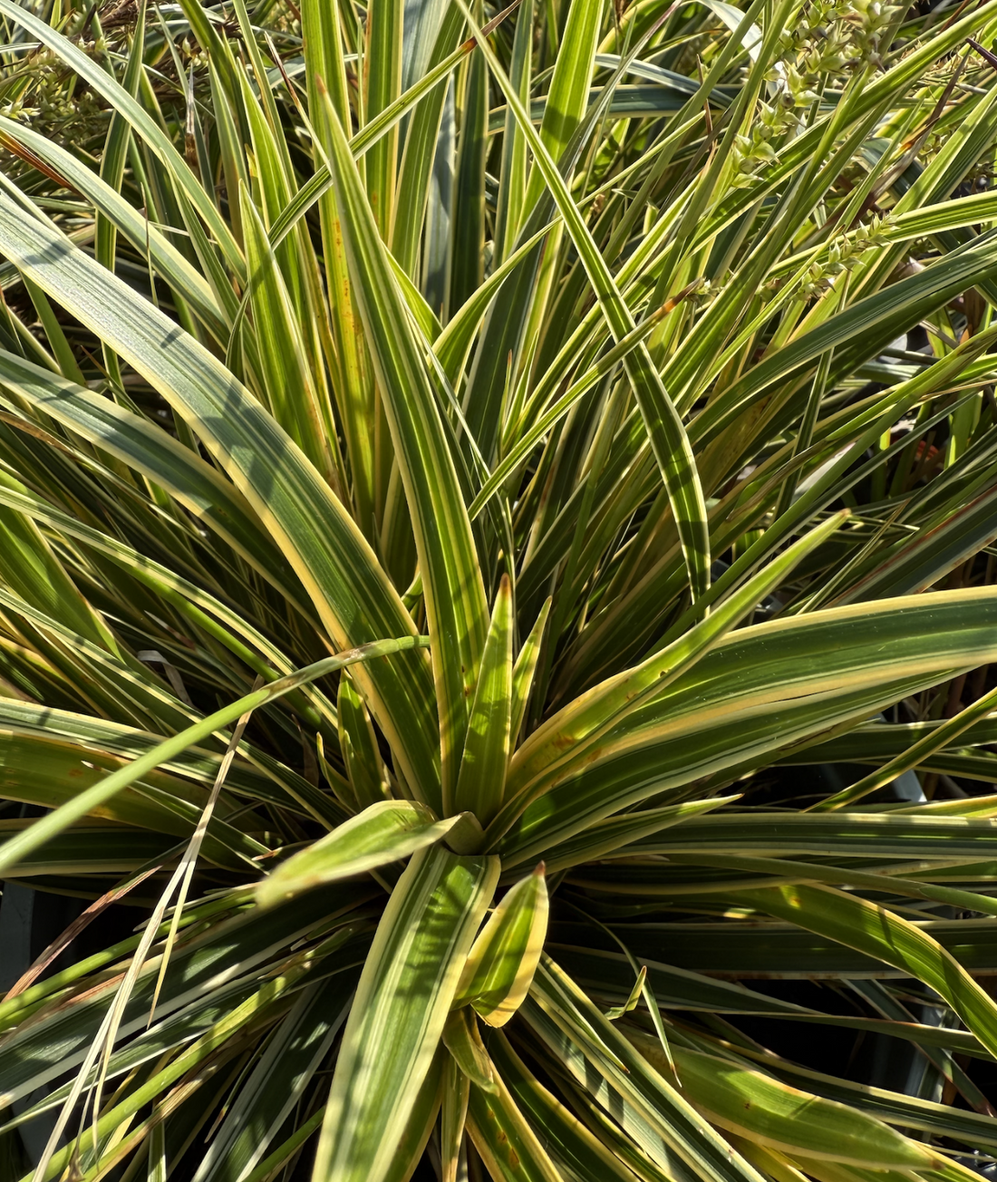 Carex oshimensis &