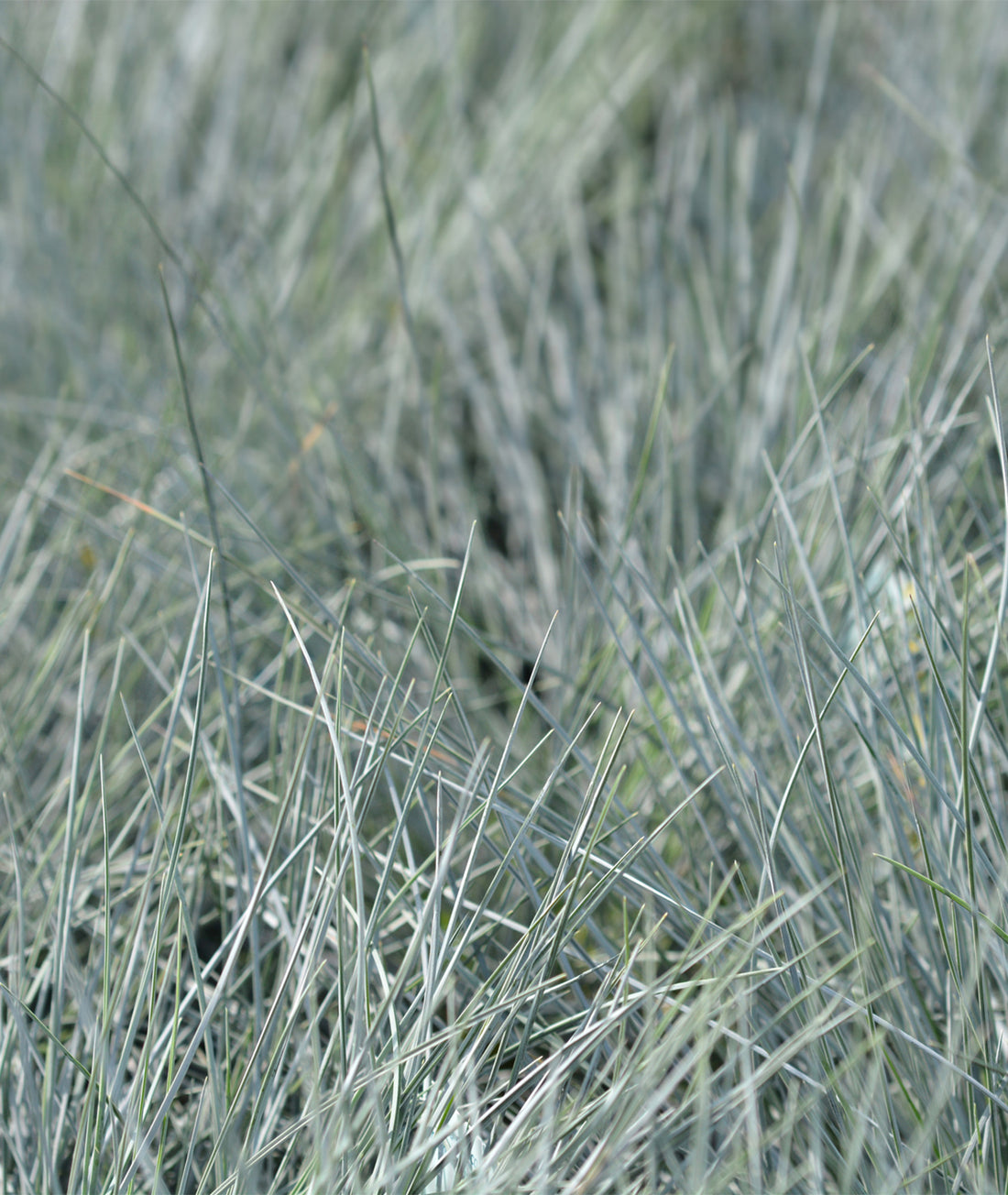 Festuca glauca &