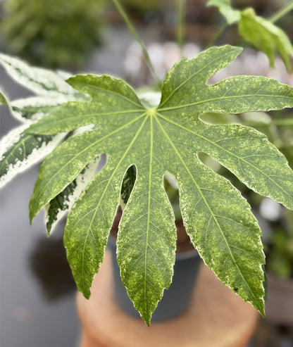 Fatsia japonica ‘Tsumugi-shibori’ ( syn. Fatsia Spider’s Web)