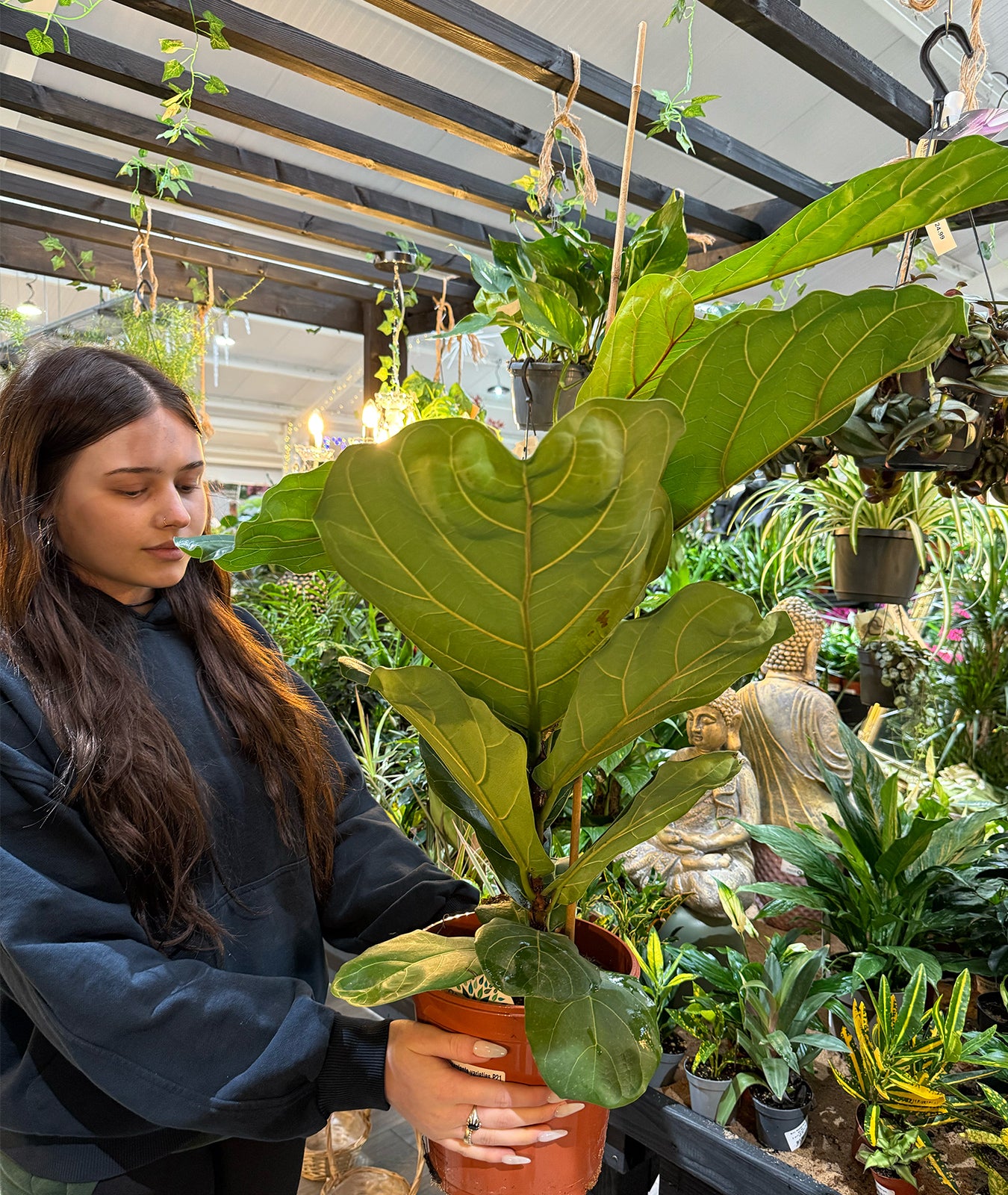 medium fiddle leaf fig Fiddle Leaf Fig – Iconic Indoor Tree with Bold Leaves – Groh Plants
