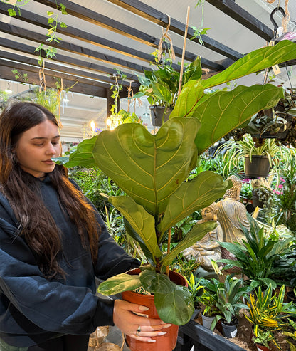grandin road fiddle leaf fig Fiddle Leaf Fig – Iconic Indoor Tree with Bold Leaves – Groh Plants