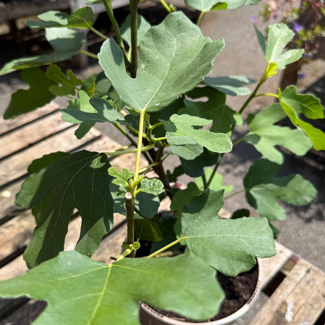 Ficus carica &